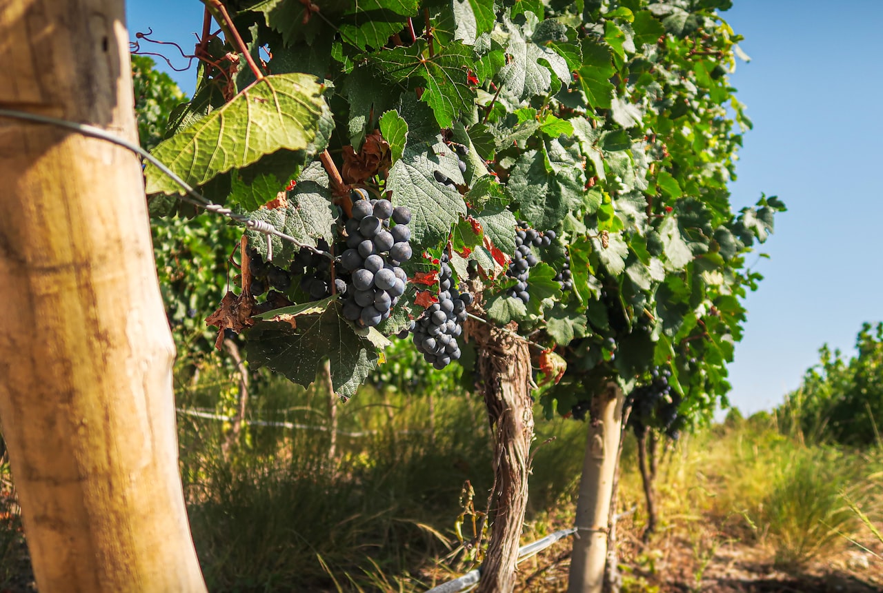 Tierra de Torrontés