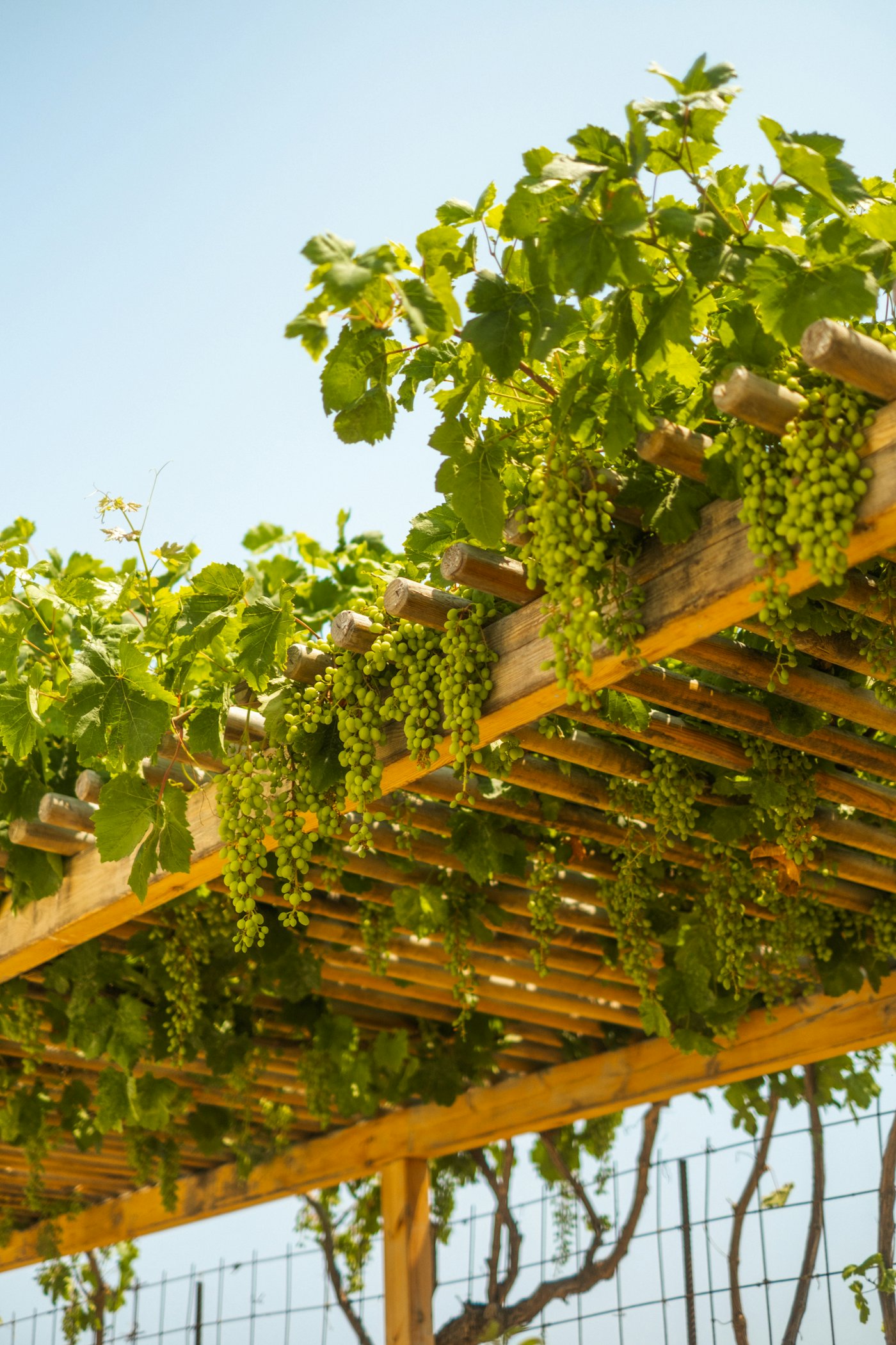 Green grapevines trained overhead on a wooden pergola, the parral system typical of La Rioja