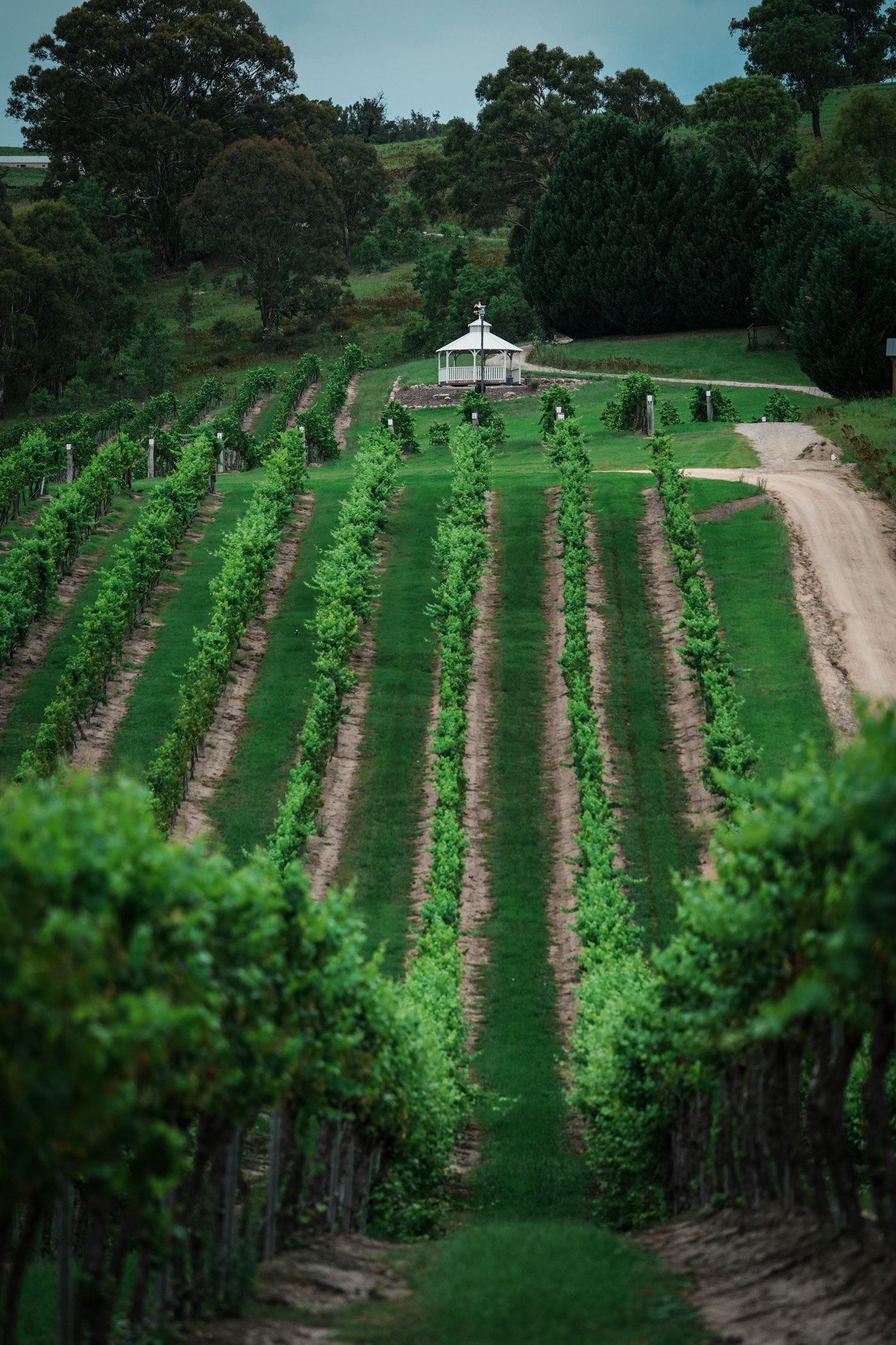 Rows of green grapevines on a sun-soaked hillside in the Famatina Valley