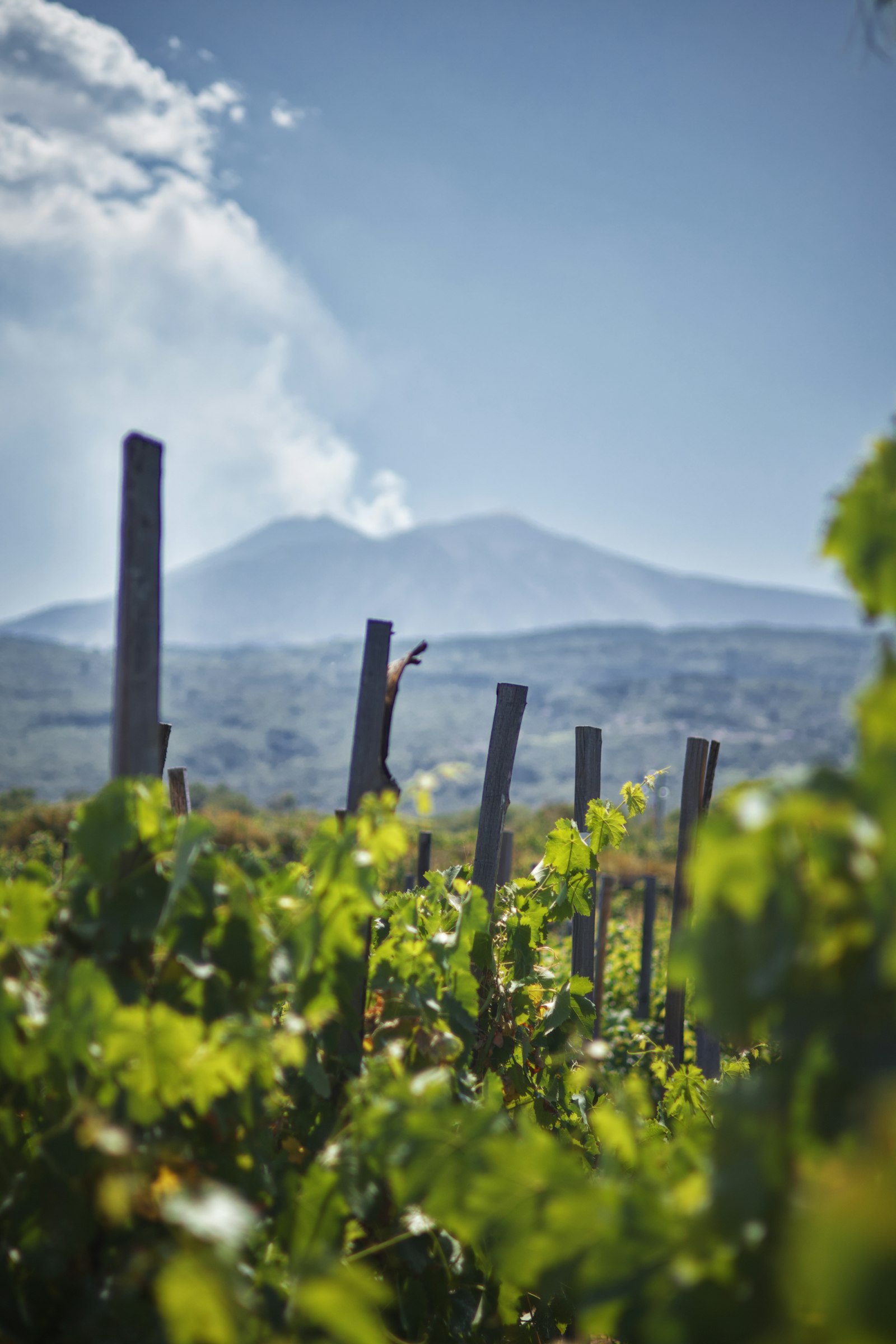 Mendoza vineyards reaching toward the Andes