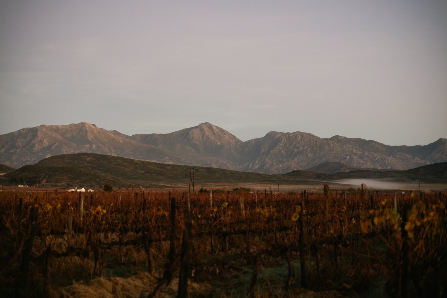 A sun-baked high-desert vineyard with bare mountains behind, San Juan