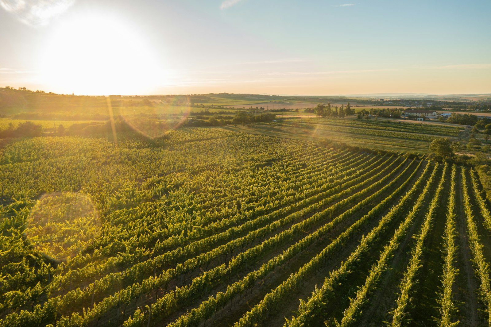 A vineyard at golden hour with the Andes in the distance