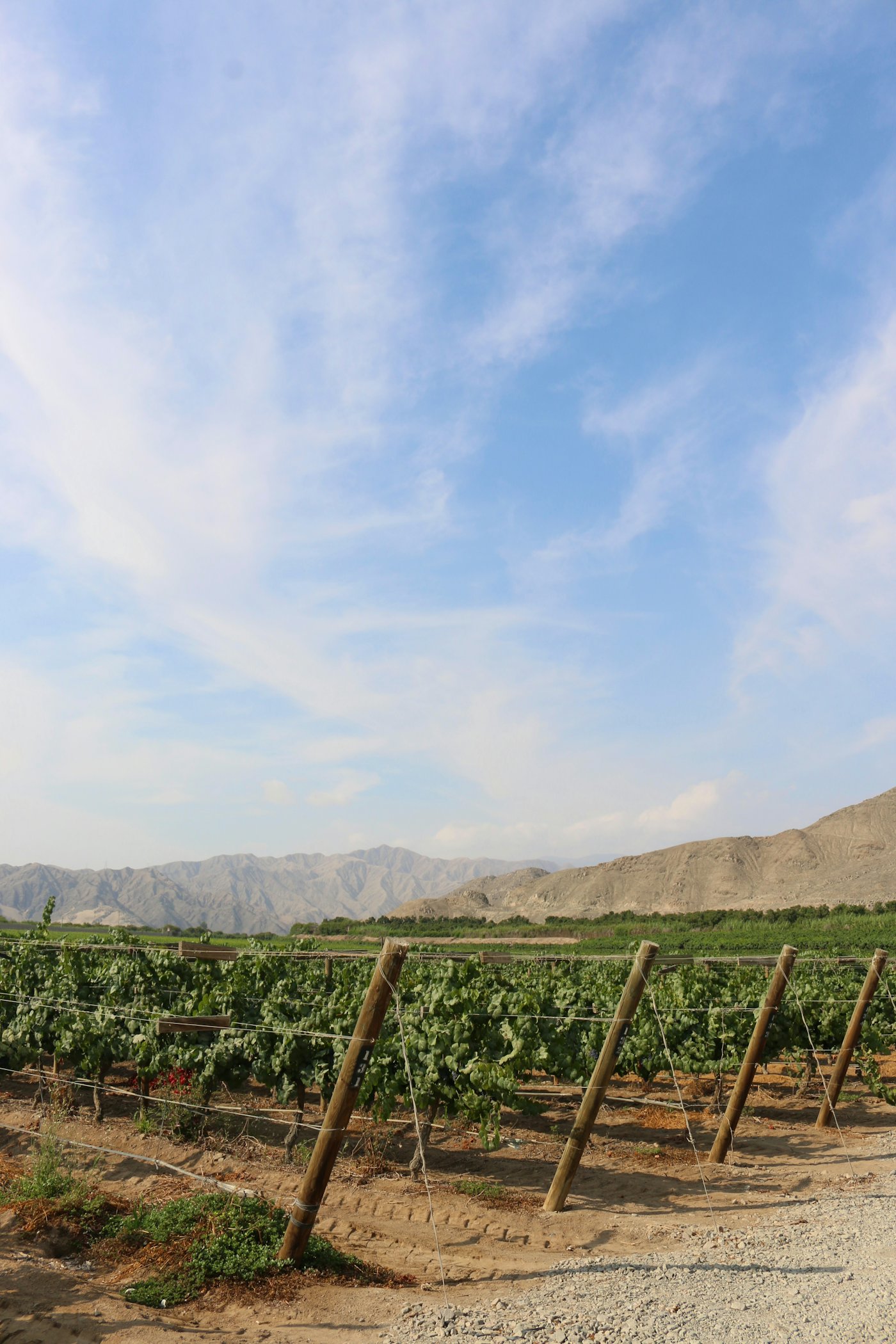 High-altitude vineyard rows running toward the Andes in Salta