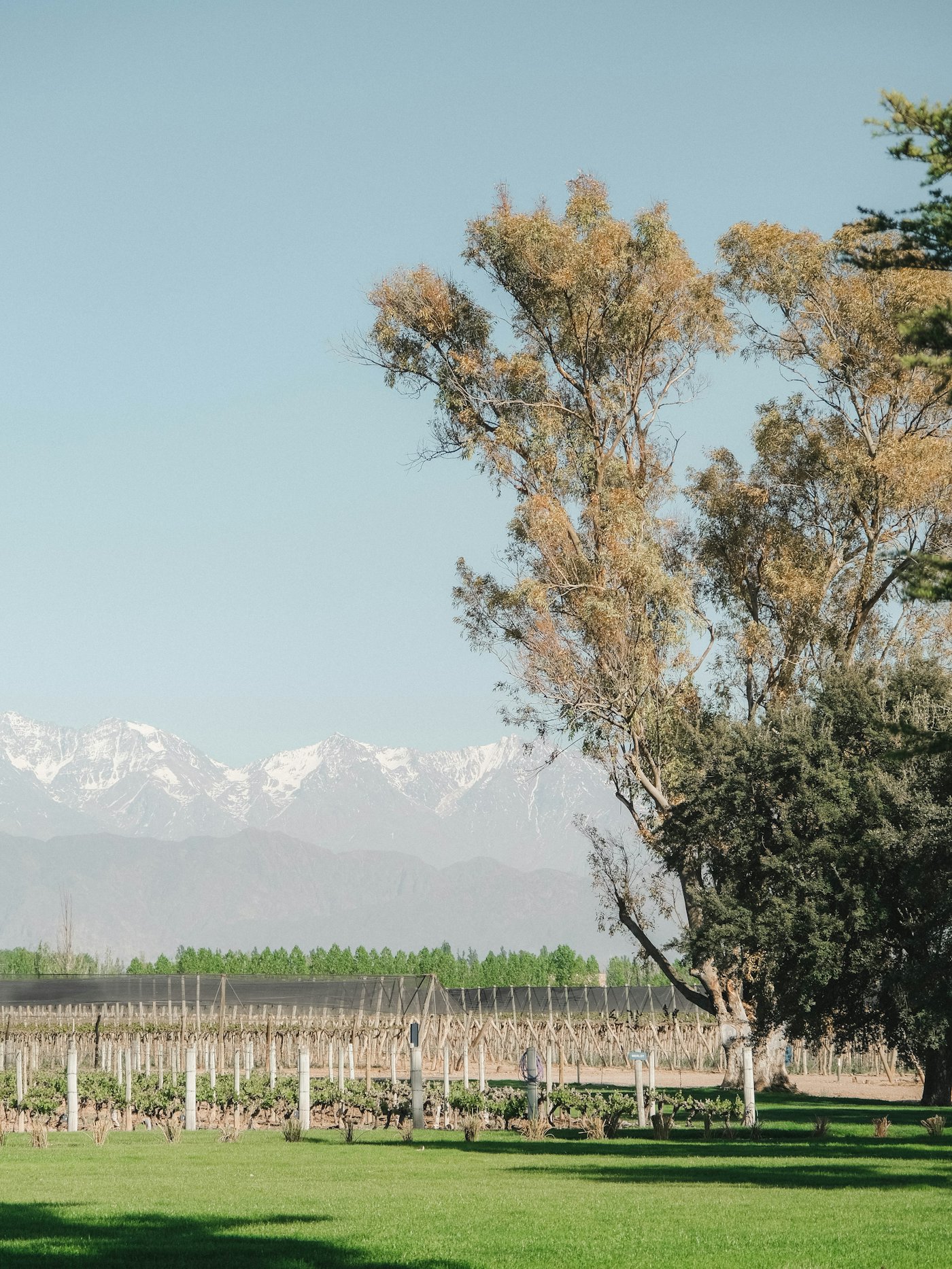 High Salta vineyards below snow-capped peaks