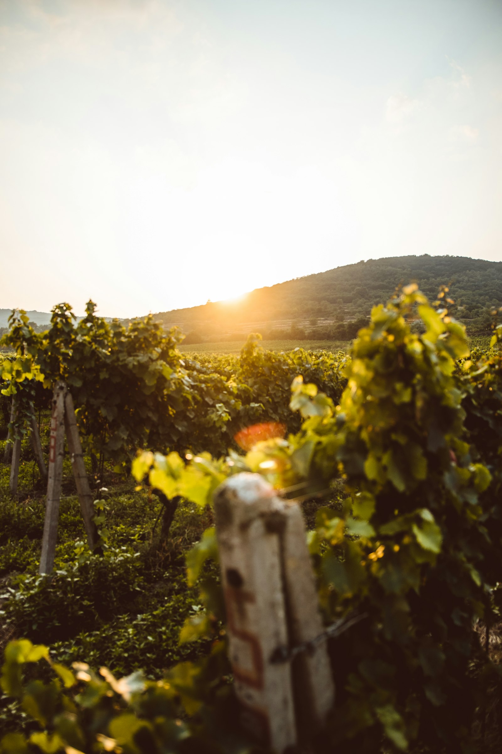 Vineyard rows at sunset with the Andes glowing behind them