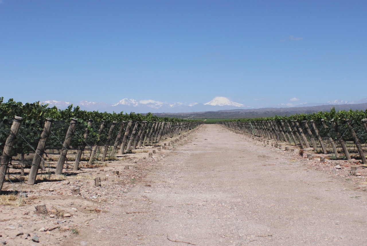 A high-altitude stony vineyard in the Uco Valley with the Andes behind