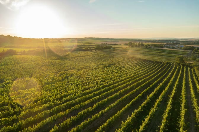 High-altitude Tannat